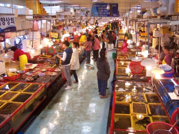 Explore Busan Cuisine and City Highlights from Cruise Port